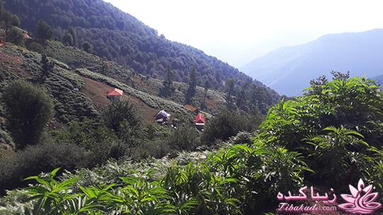 .:آلبوم عکسهای خودگرفته ما:.